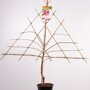 Kersenboom 'Stella' leivorm laag (zelfbestuivend)